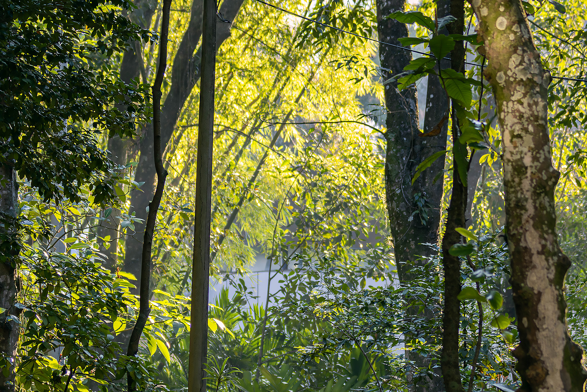 Imagem da flora da PUC-Rio